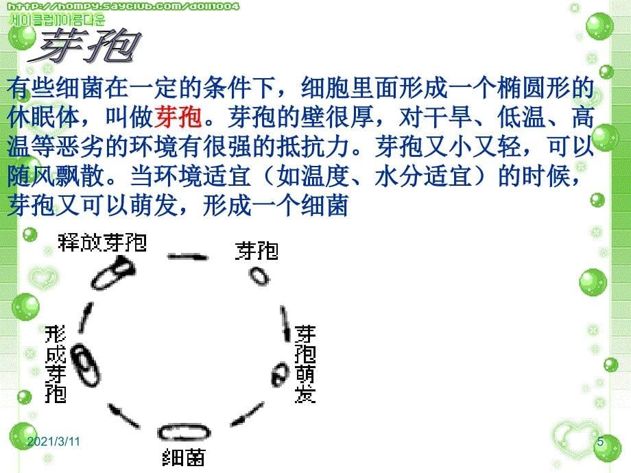 细菌、真菌和病毒.ppt_第5页