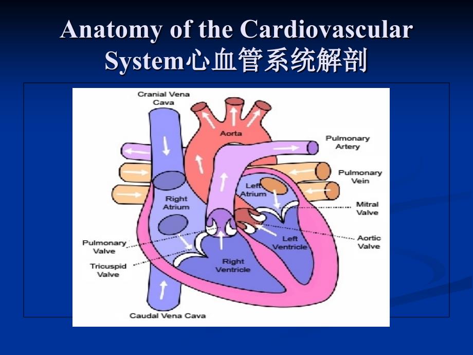 Cardiovascular Diseases In Dogs And Cats(犬猫心脏病)_第2页