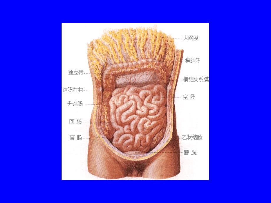 胃肠胀气脏器肿大腹内肿瘤课件_第4页