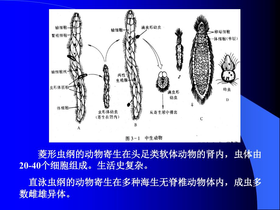 医学专题：普通动物学-多细胞动物的起源_第2页