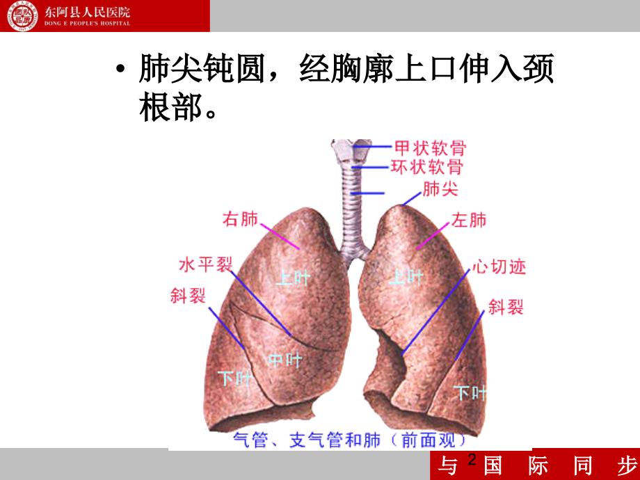 支气管镜下肺脏的分段PPT参考课件_第2页