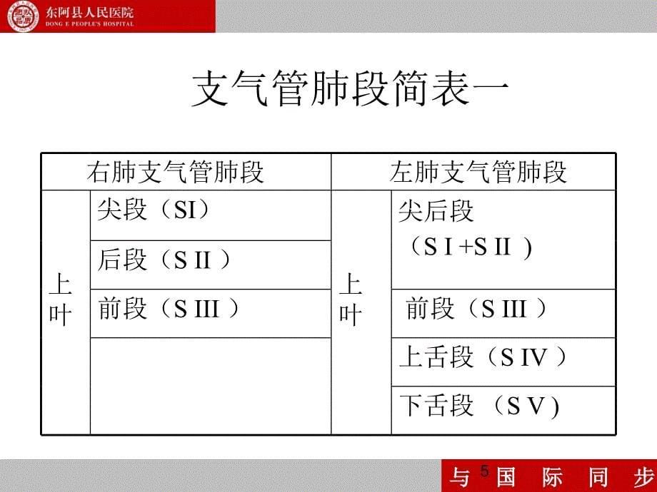 支气管镜下肺脏的分段PPT参考课件_第5页