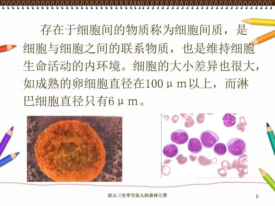 幼儿卫生学婴幼儿的身体优秀课件_第5页