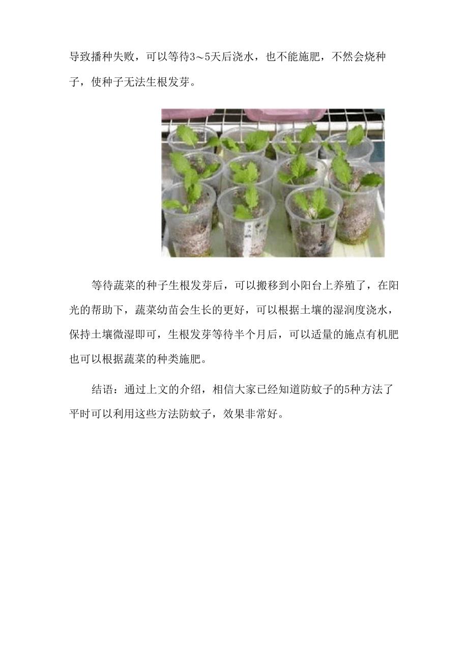 小阳台用矿泉水瓶种菜5个步骤种植蔬菜_第4页