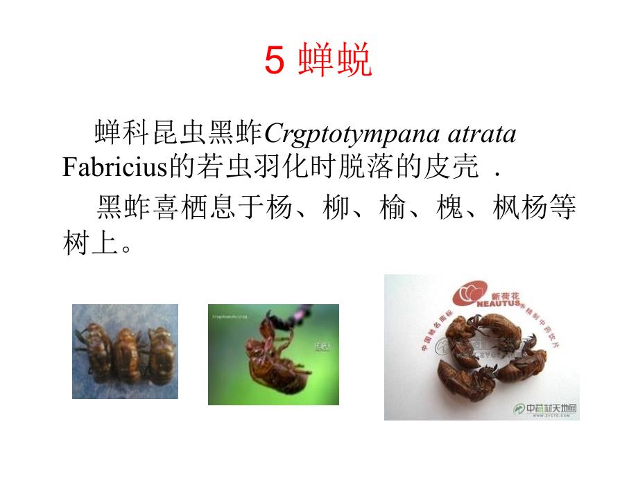 华南农业大学万树青药物动物学课件第五章_第2页