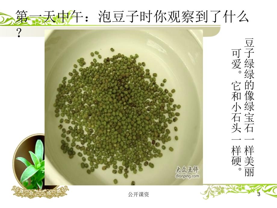 绿豆芽观察日记PPT(学习课资)课件_第3页