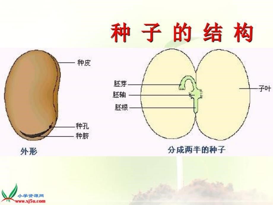 三年级科学下册 种子变成了幼苗 7课件 教科版_第5页