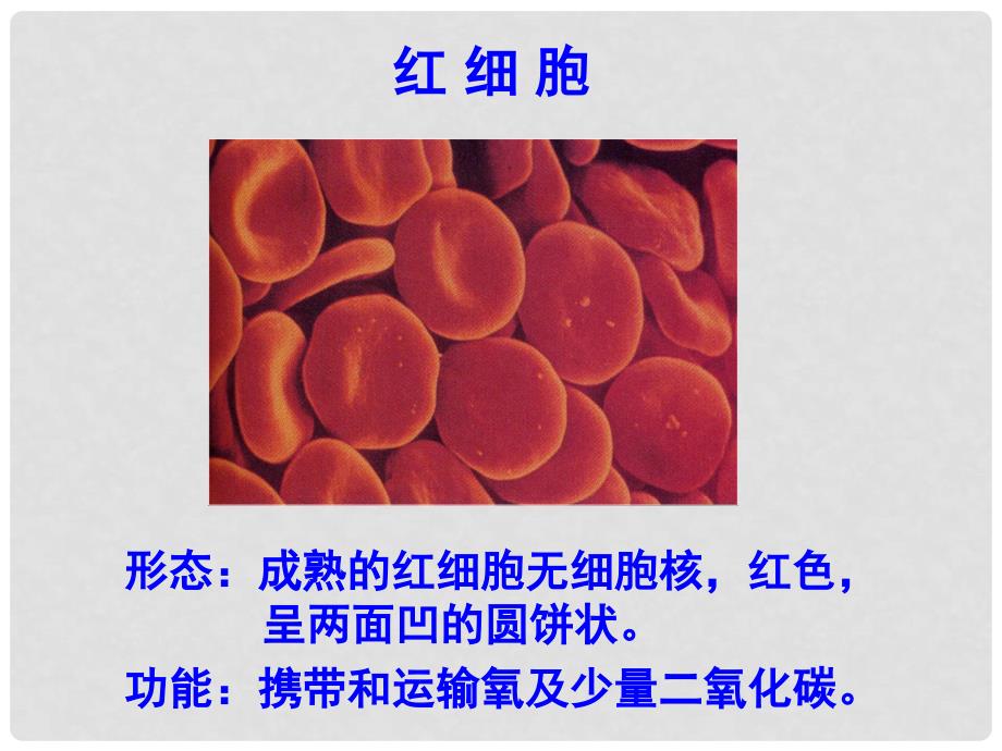 七年级生物下册 第九章 人体内的物质运输 第一节 血液课件 北师大版.ppt_第4页