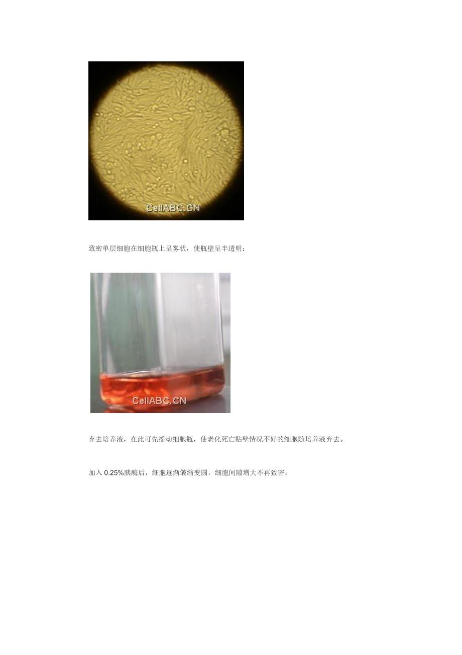 贴壁细胞传代.doc_第3页