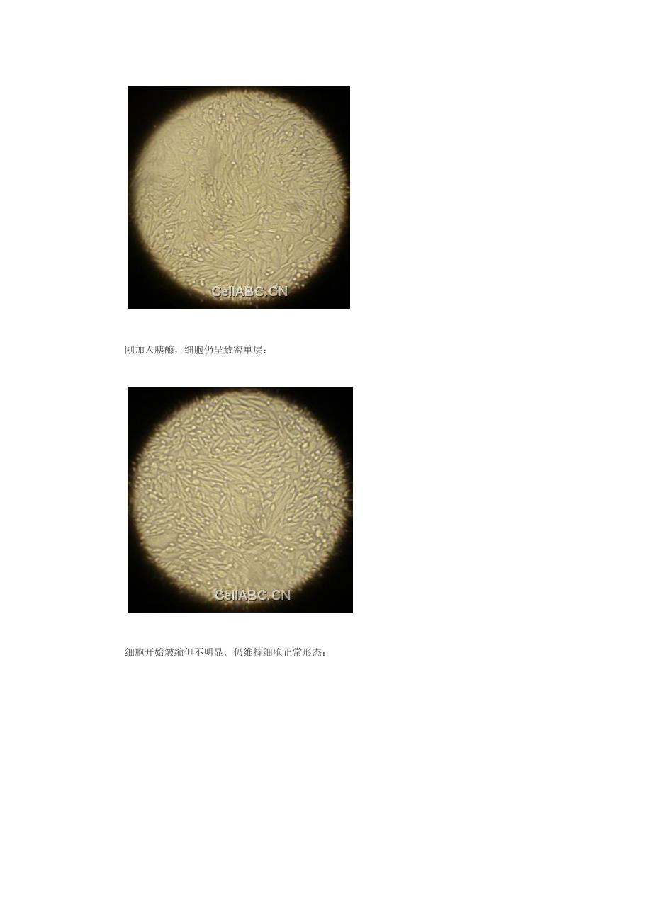 贴壁细胞传代.doc_第4页