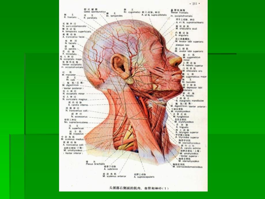 颈胸部应用解剖PPT课件_第4页