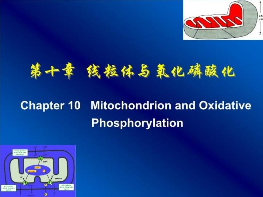 中国海洋大学细胞生物课件10线粒体_第3页