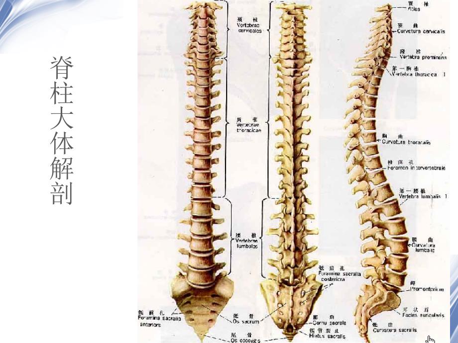 医学影像脊柱外伤影像现_第2页