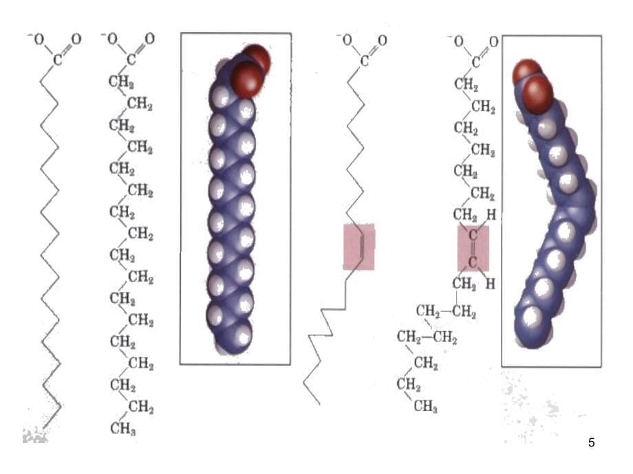 脂类代谢ppt课件_第5页