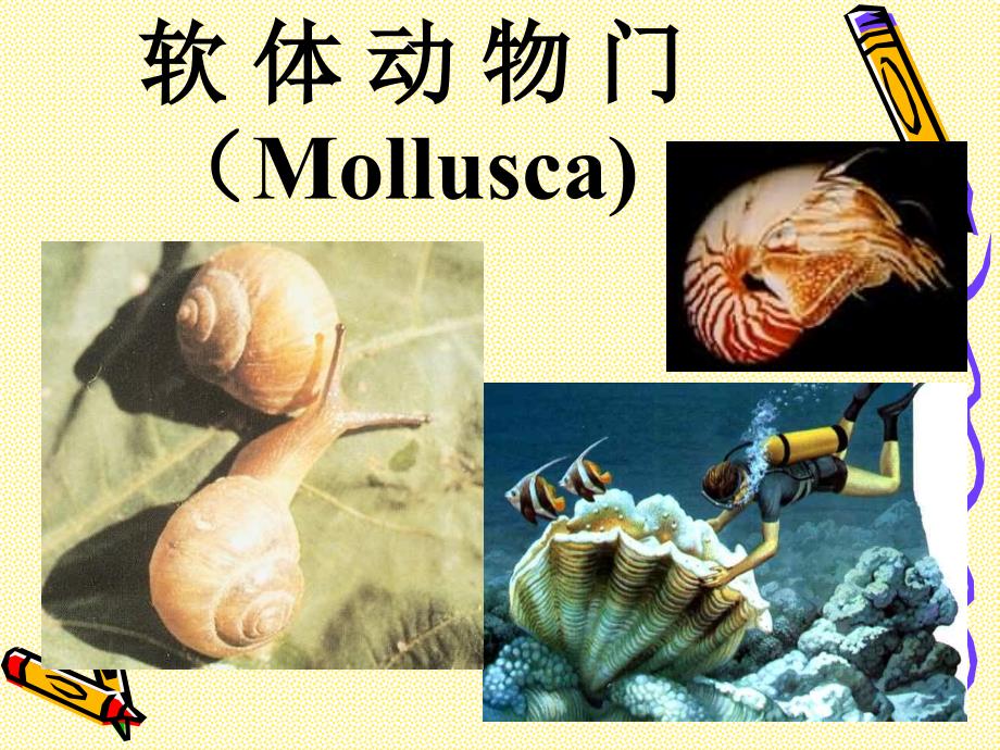 动物生物学10-软体动物[精]课件_第1页