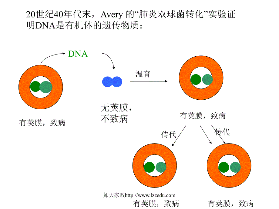 第二章核酸化学_第3页