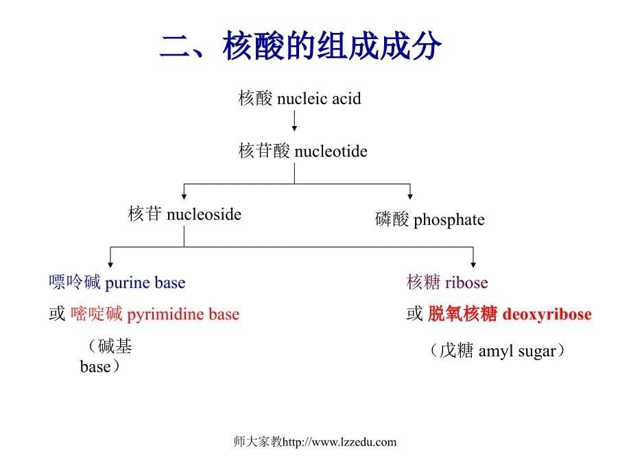 第二章核酸化学_第5页