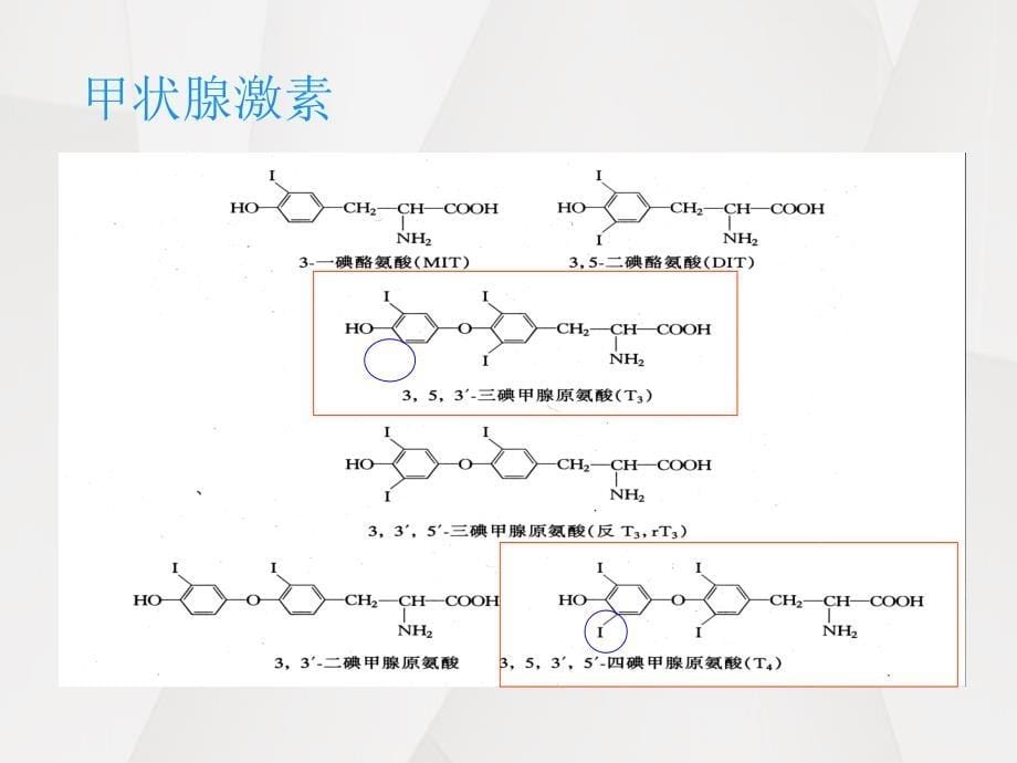 甲状腺激素的生理作用与甲状腺功能的调控_第5页