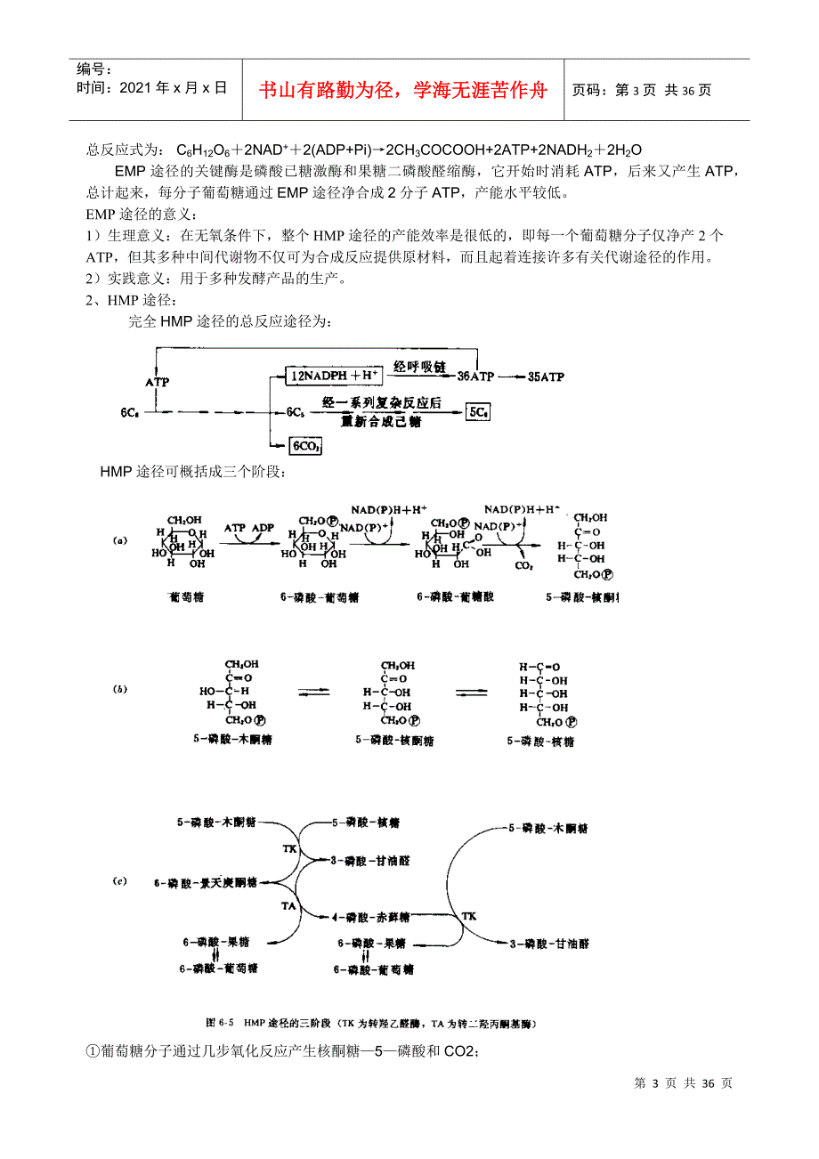 第五章微生物的新陈代谢_第3页