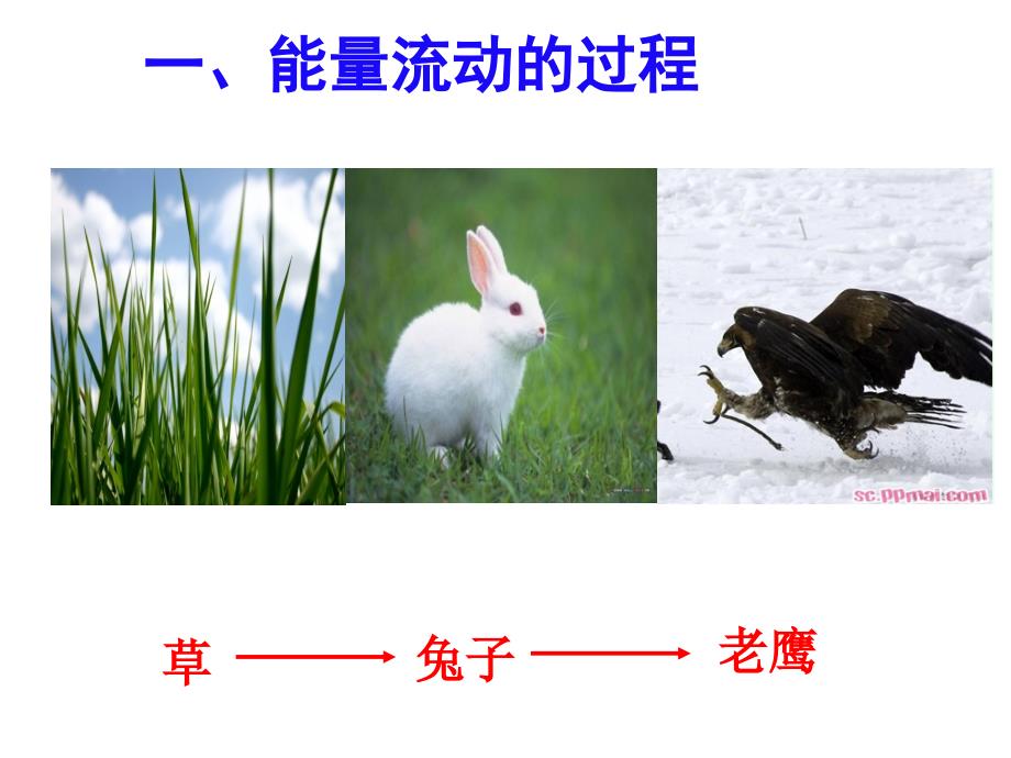 生态系统的能量流动-(完美版).ppt_第4页