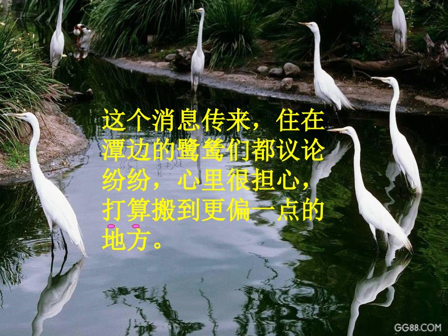 最后一只白鹭鸶_第3页