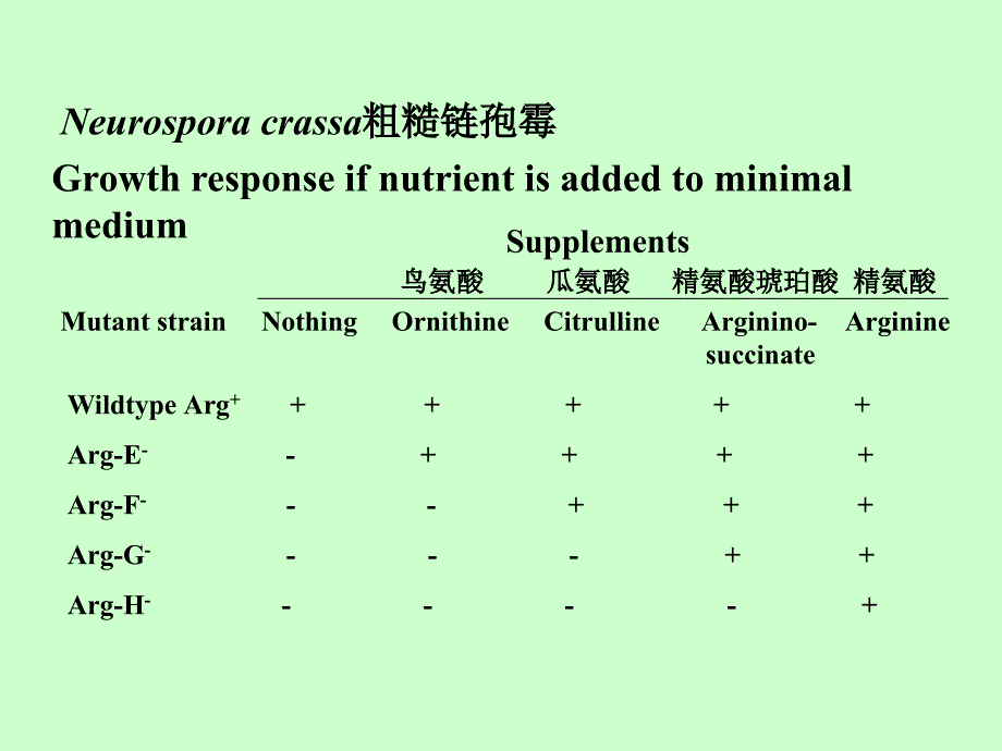 遗传学课件：14第十四章 基因结构和重组_第3页