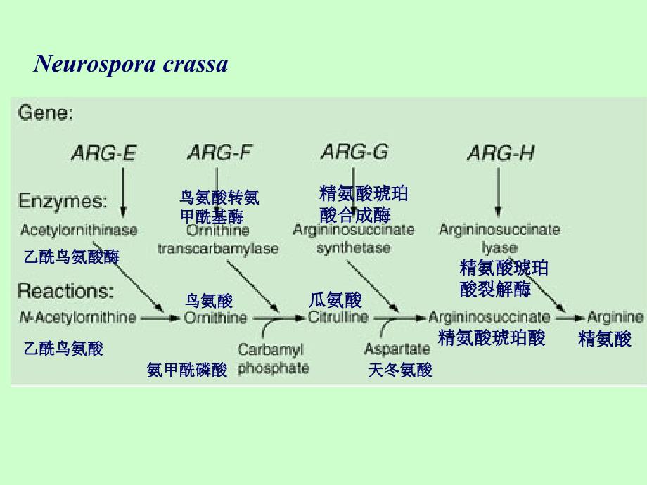 遗传学课件：14第十四章 基因结构和重组_第4页