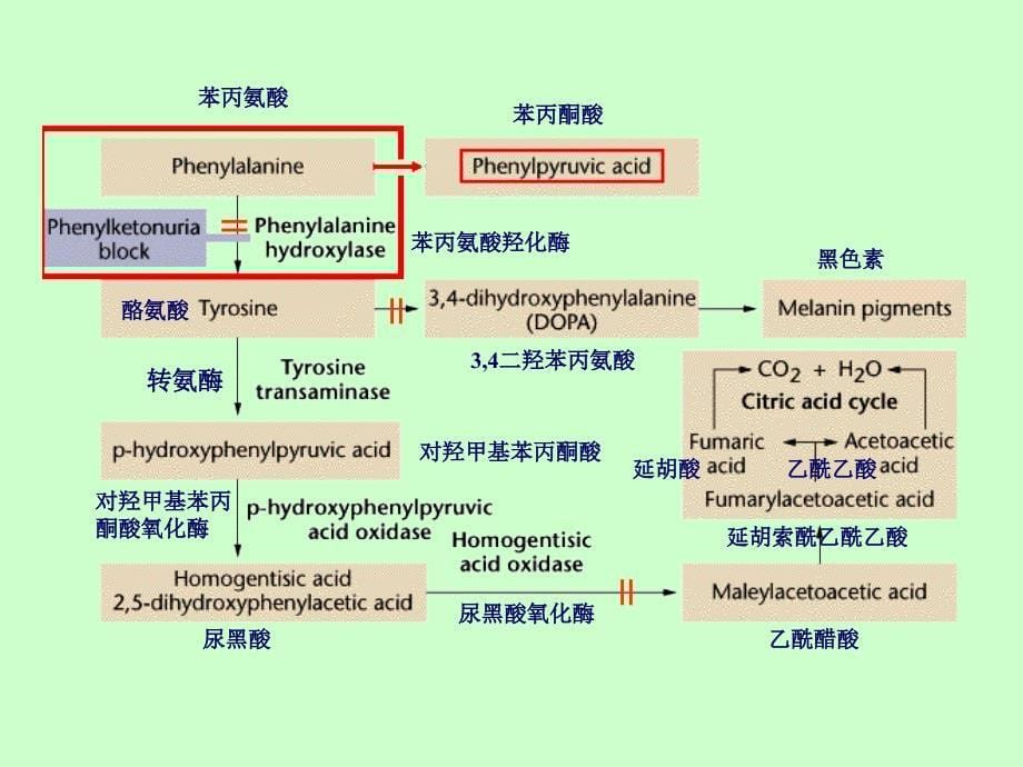 遗传学课件：14第十四章 基因结构和重组_第5页