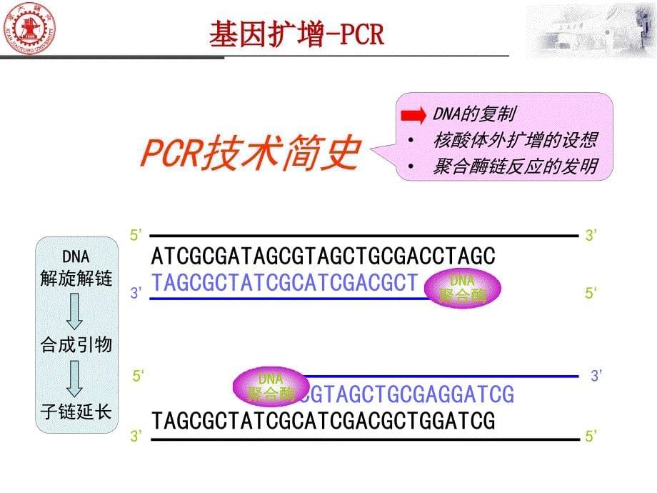 基因扩增课件_第5页