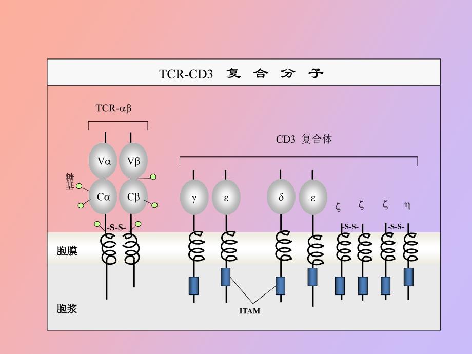 细胞免疫应答_第2页