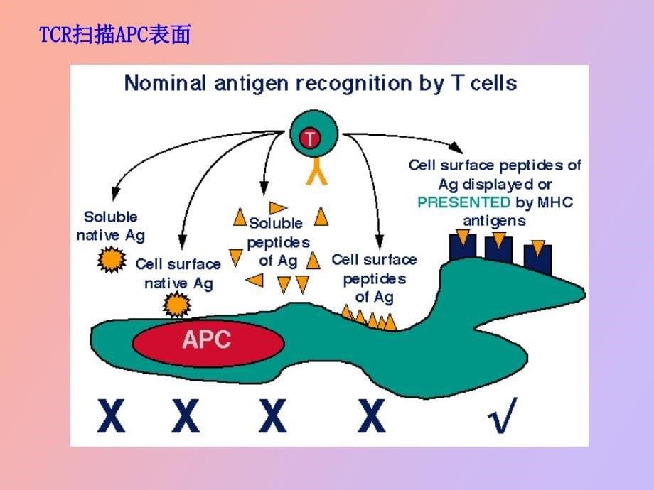 细胞免疫应答_第5页