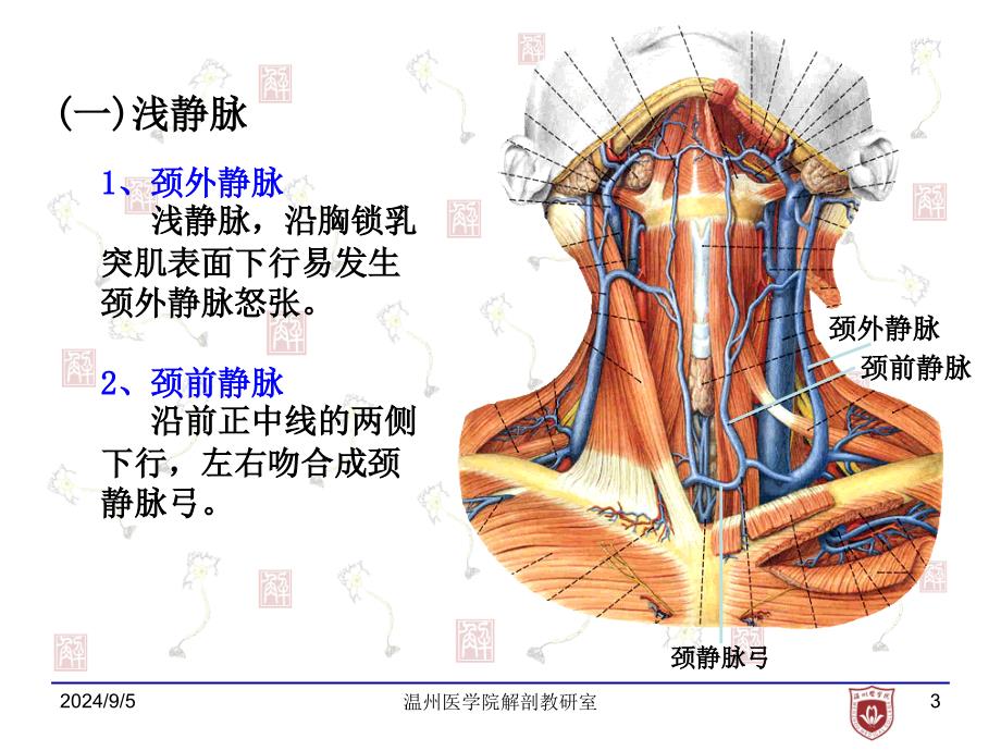 局部解剖学：2.颈部浅层_第3页