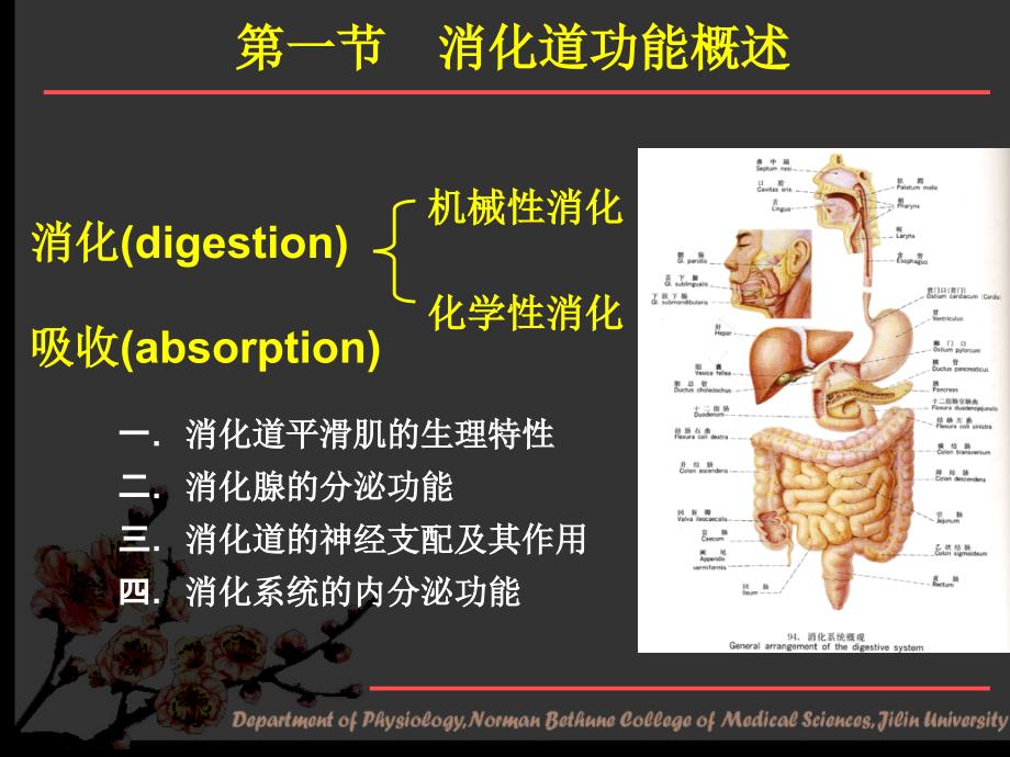 生理学课件：第六章 消化和吸收_第4页