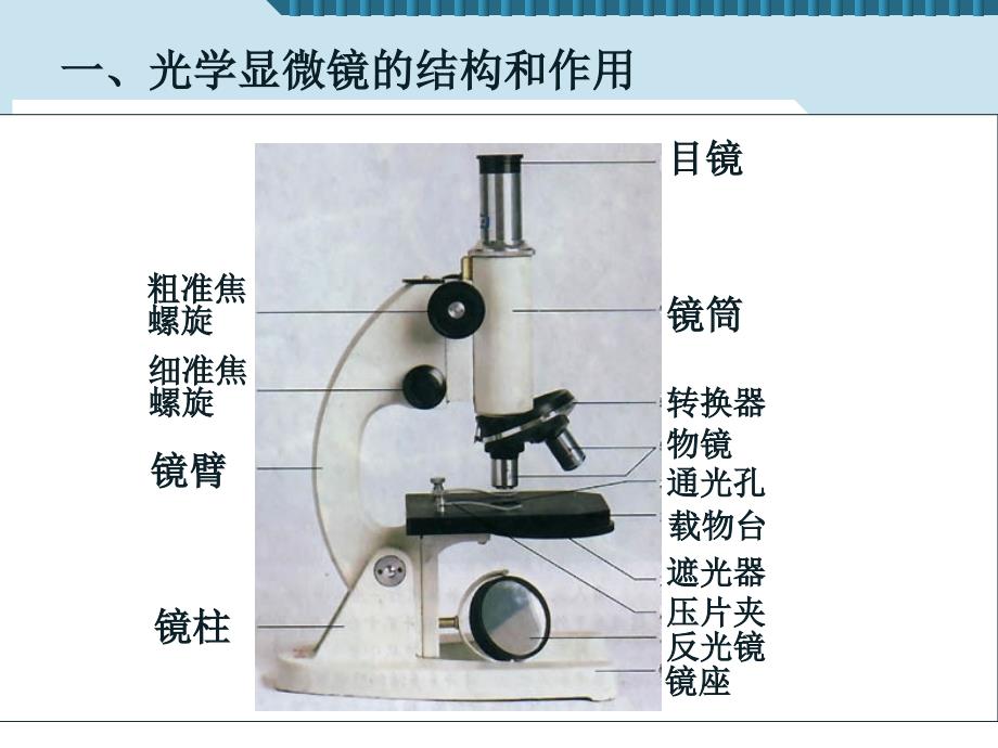 211练习使用显微镜2_第2页