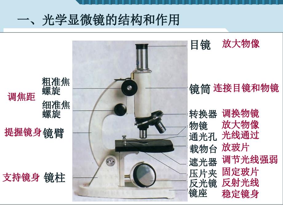 211练习使用显微镜2_第3页