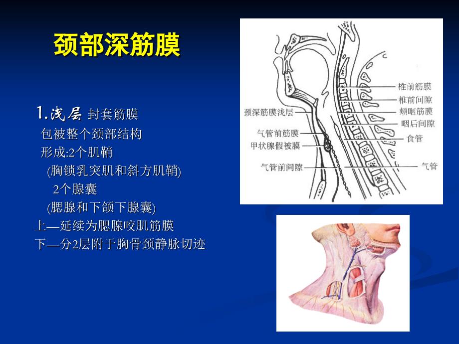 [临床医学]颈部解剖图谱课件文档资料_第3页