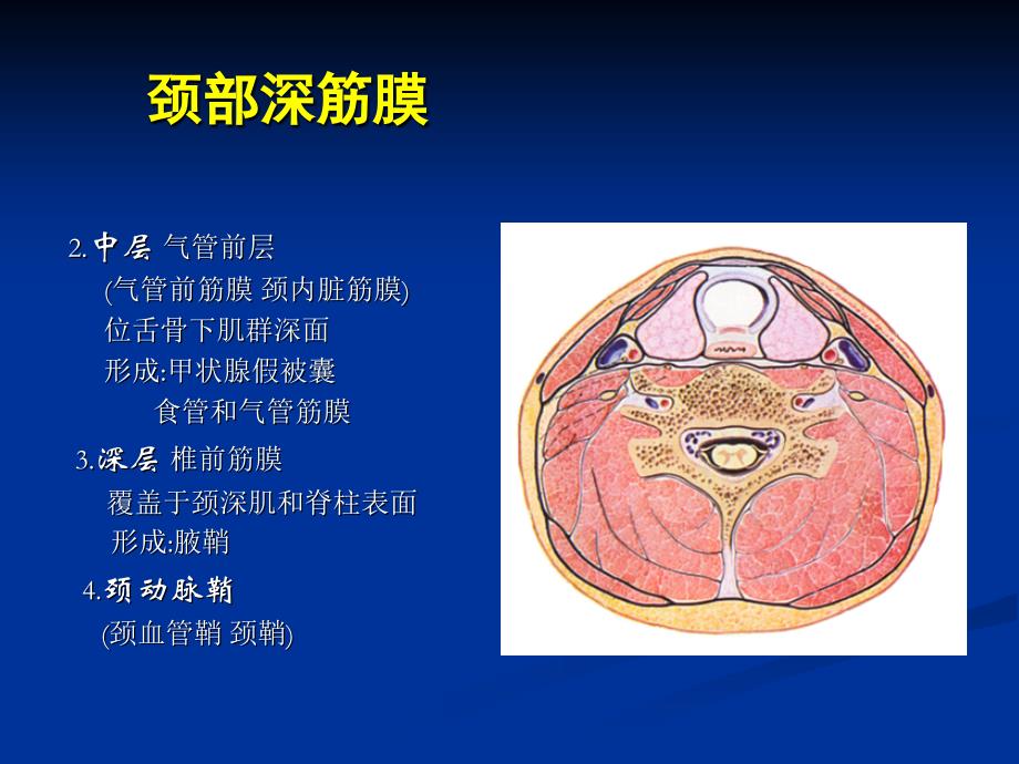 [临床医学]颈部解剖图谱课件文档资料_第4页