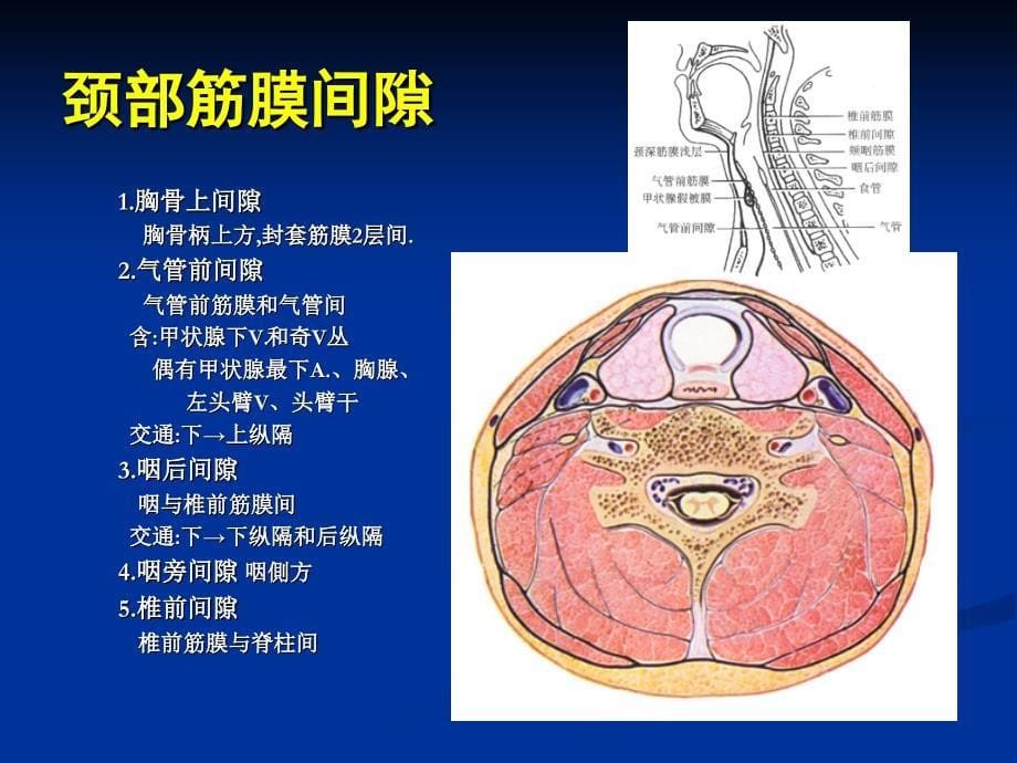 [临床医学]颈部解剖图谱课件文档资料_第5页