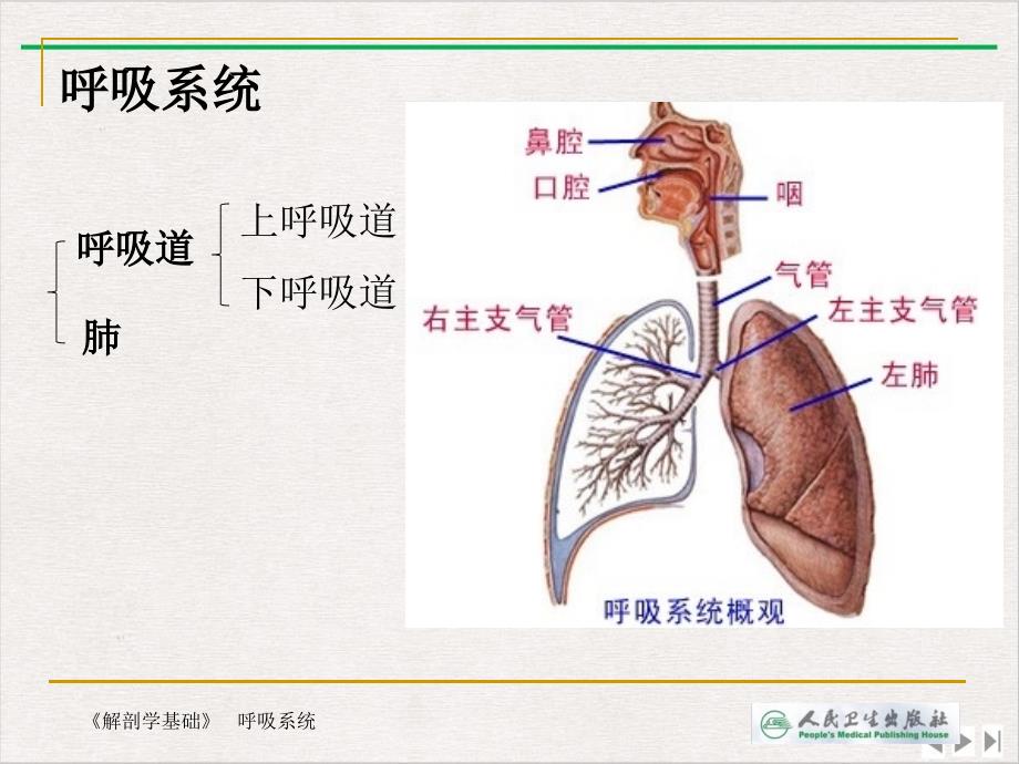 解剖学基础第四章呼吸系统最新版课件_第3页