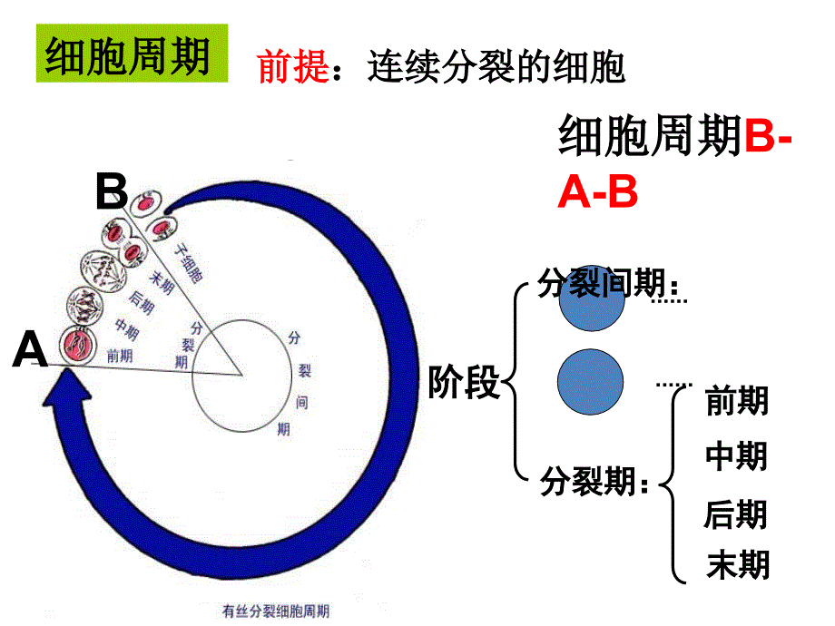 6.1有丝分裂课件视频版_第3页