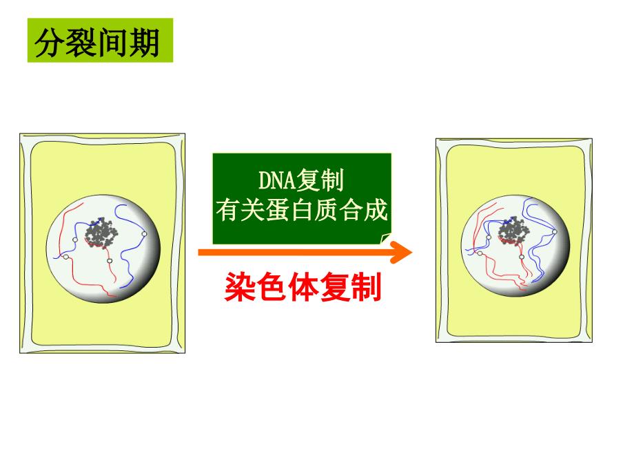 6.1有丝分裂课件视频版_第4页