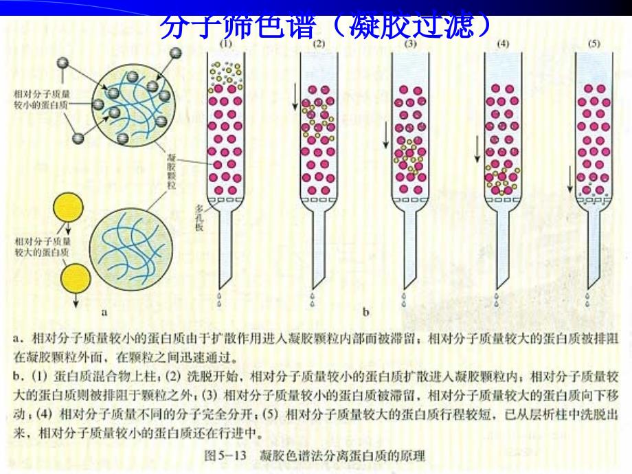 南农生物分离工程修改生物分离6 凝胶_第2页