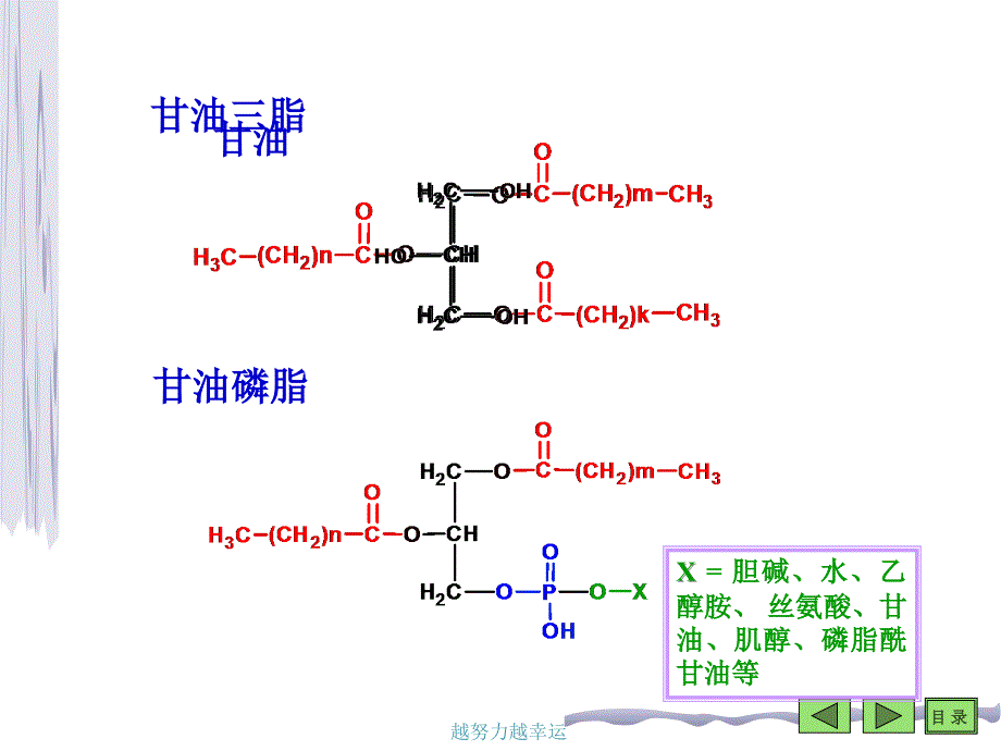 脂类代谢生物化学课件_第4页