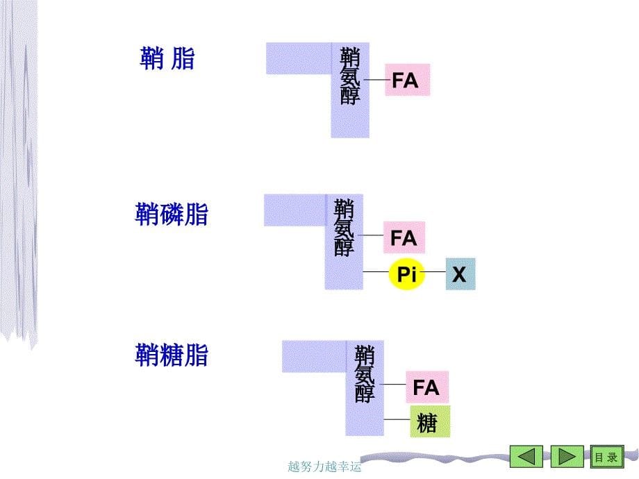 脂类代谢生物化学课件_第5页