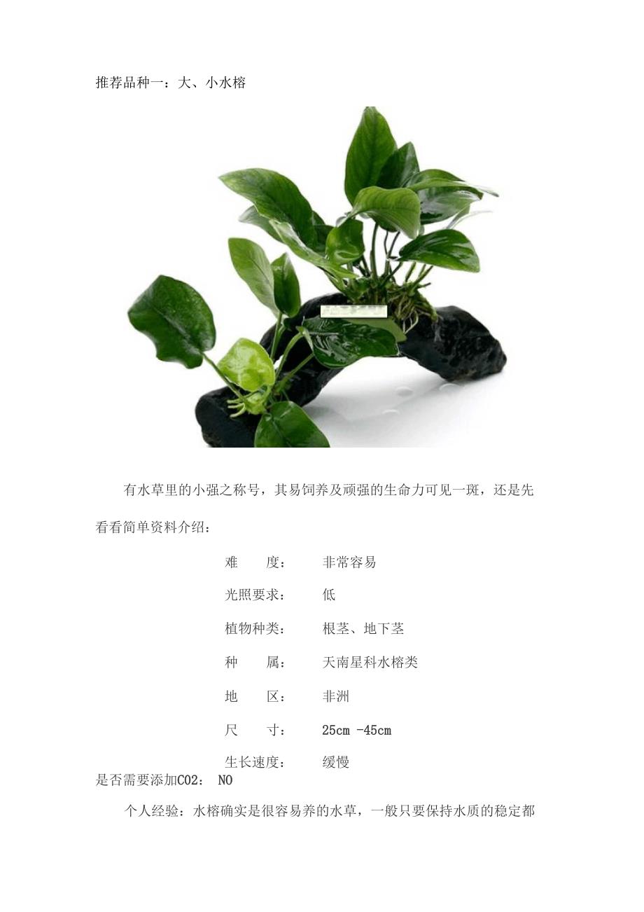 几种容易养的水草介绍_第1页