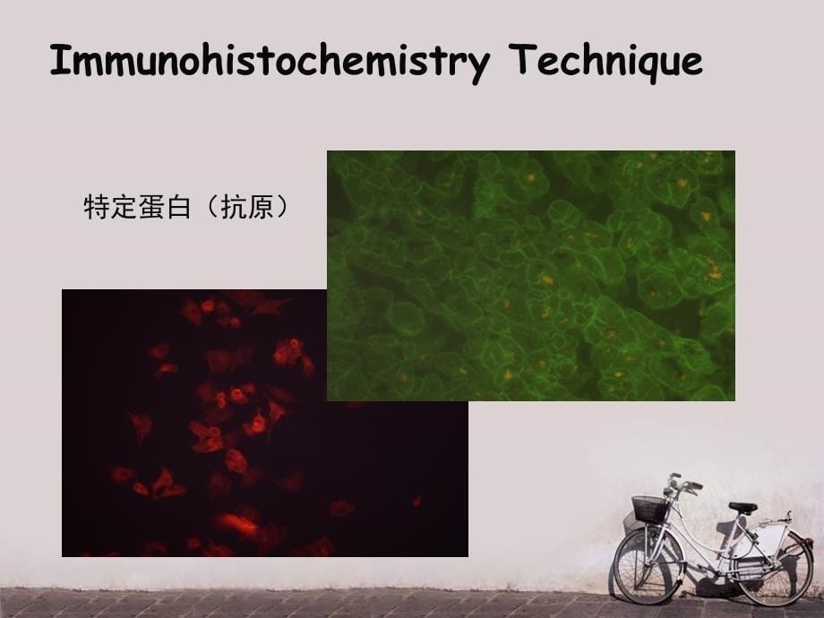 免疫组织化学染色技术ppt课件_第5页