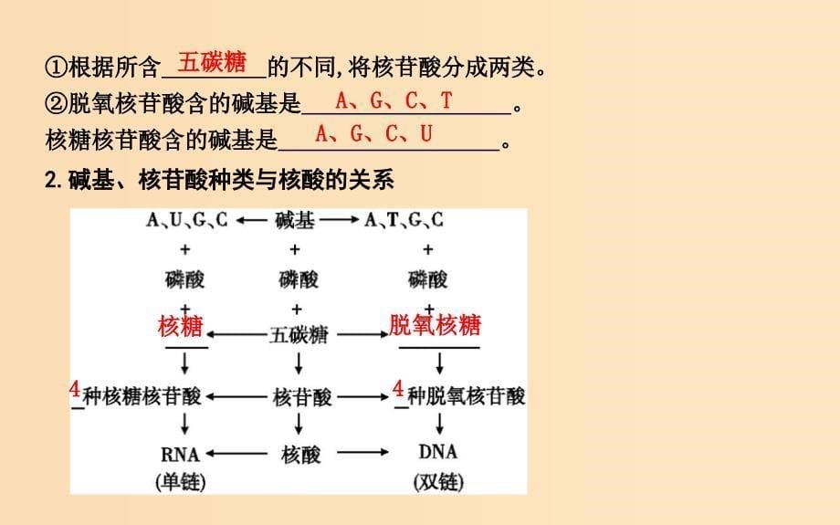 2018版高中生物第2章组成细胞的分子第3节遗传信息的携带者-核酸课件新人教版必修1 .ppt_第5页
