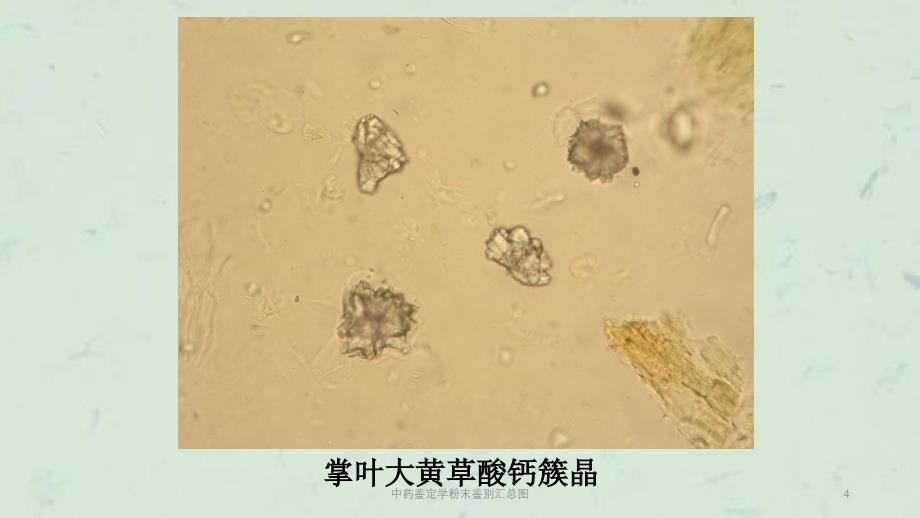 中药鉴定学粉末鉴别汇总图课件_第4页