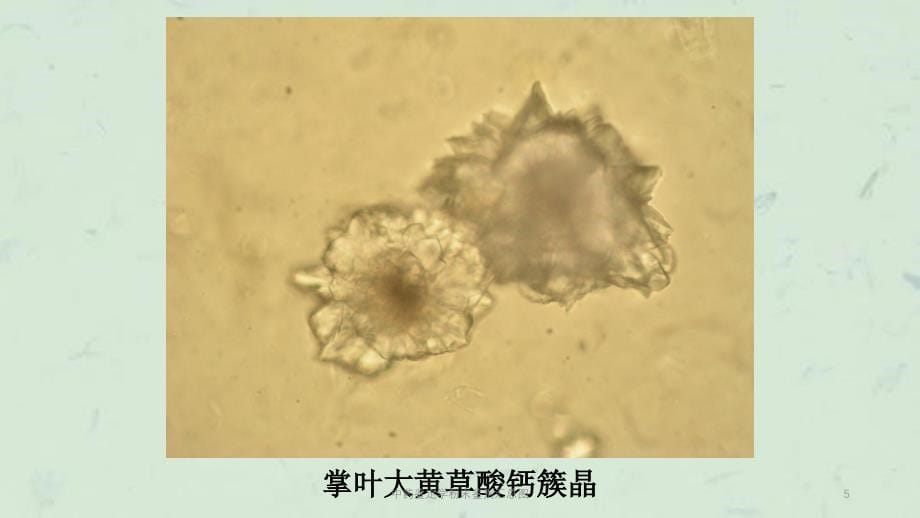 中药鉴定学粉末鉴别汇总图课件_第5页