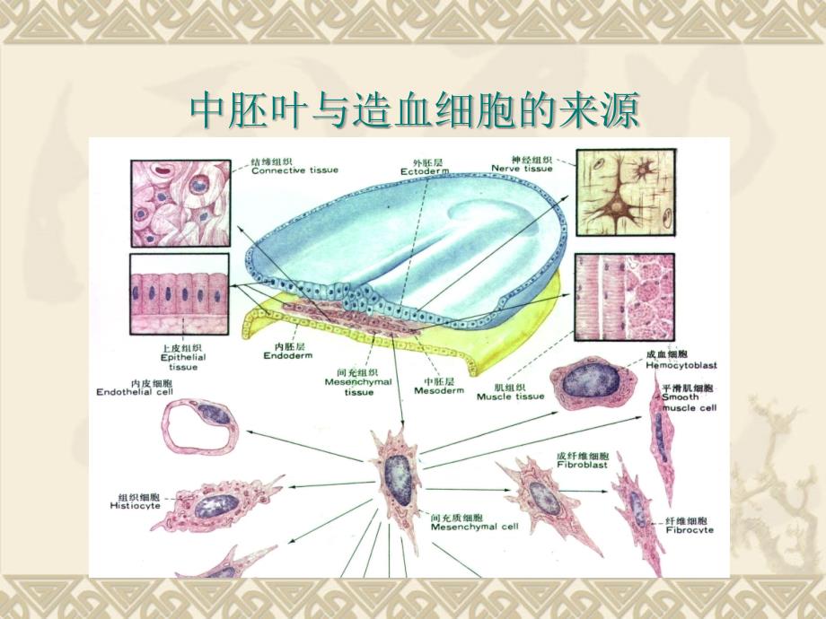 儿童造血和血象特点ppt课件_第3页